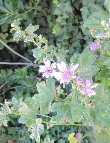 nel mio giardino - Malva sylvestris